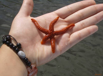 Estrella de mar