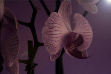 Orchid