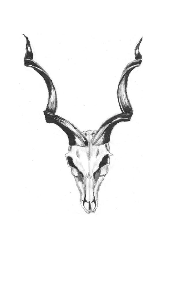 Kudu Skull by AbigailPrefontaine on DeviantArt