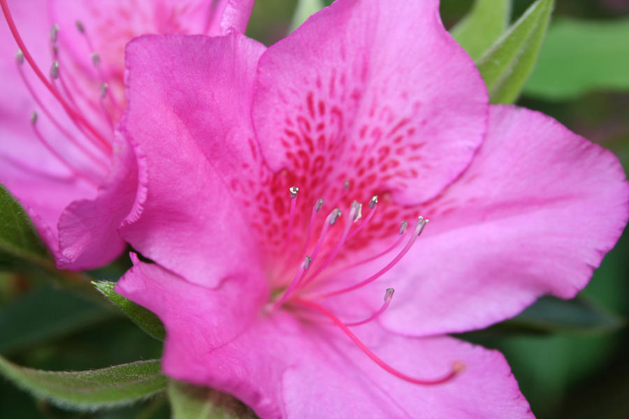 Pink Flowers 1