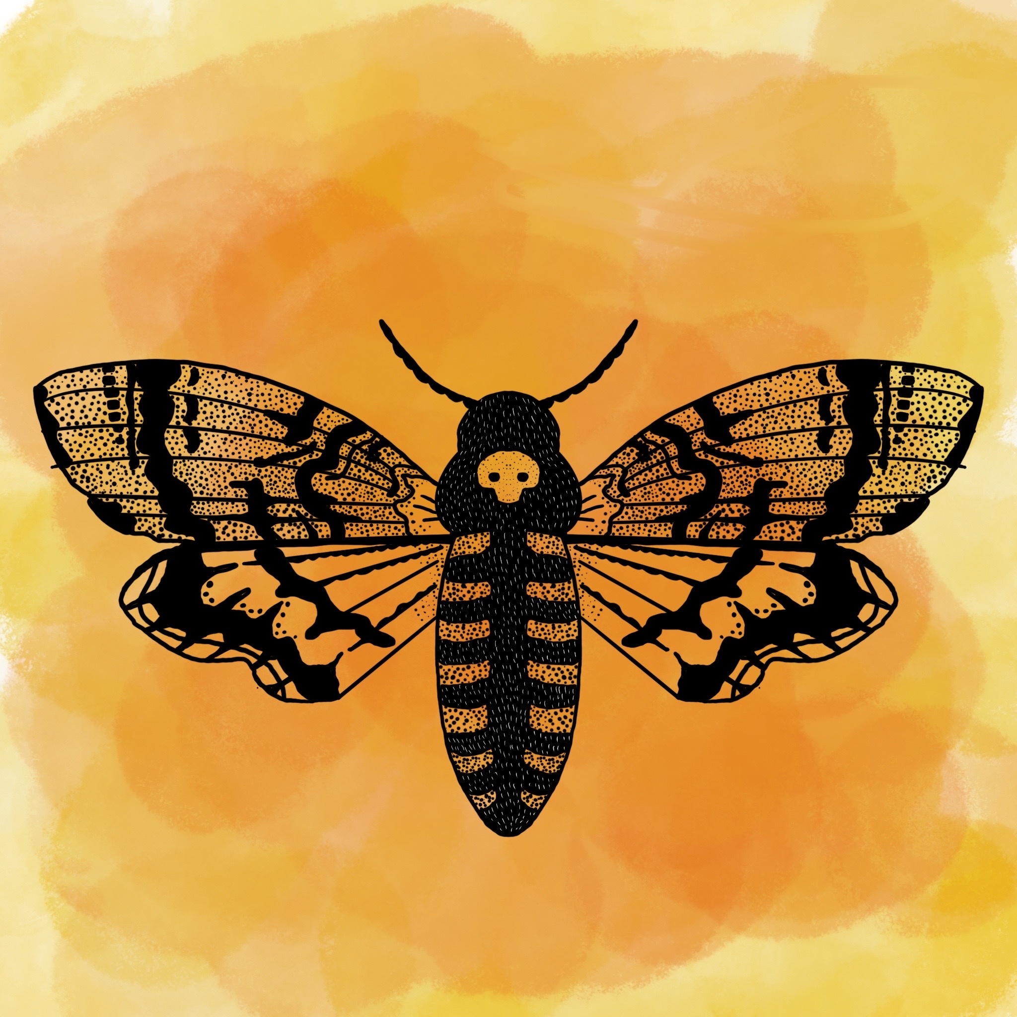 Moth With Skull Pattern Death's-head hawkmoth by DeliriumDelight88 on DeviantArt