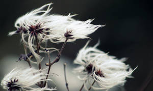 wind