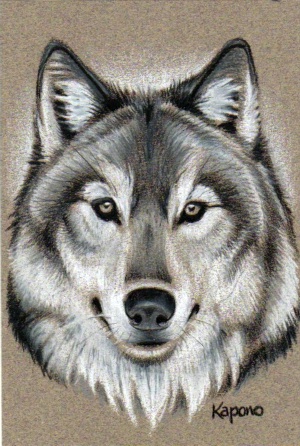 simple gray wolf drawing