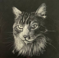 Scratchbord Drawing of a Cat