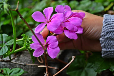 purple beauty