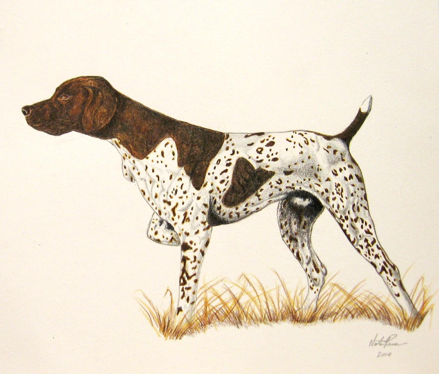 German Pointer 3 by Kingsteelhead on DeviantArt