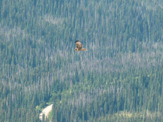 lone flight