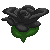 Black Rose