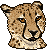 Cheetah by DPA-avatars