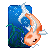 Koi