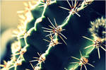 cactus by JouKatsOlen