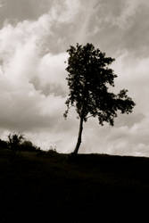 Wind.Tree