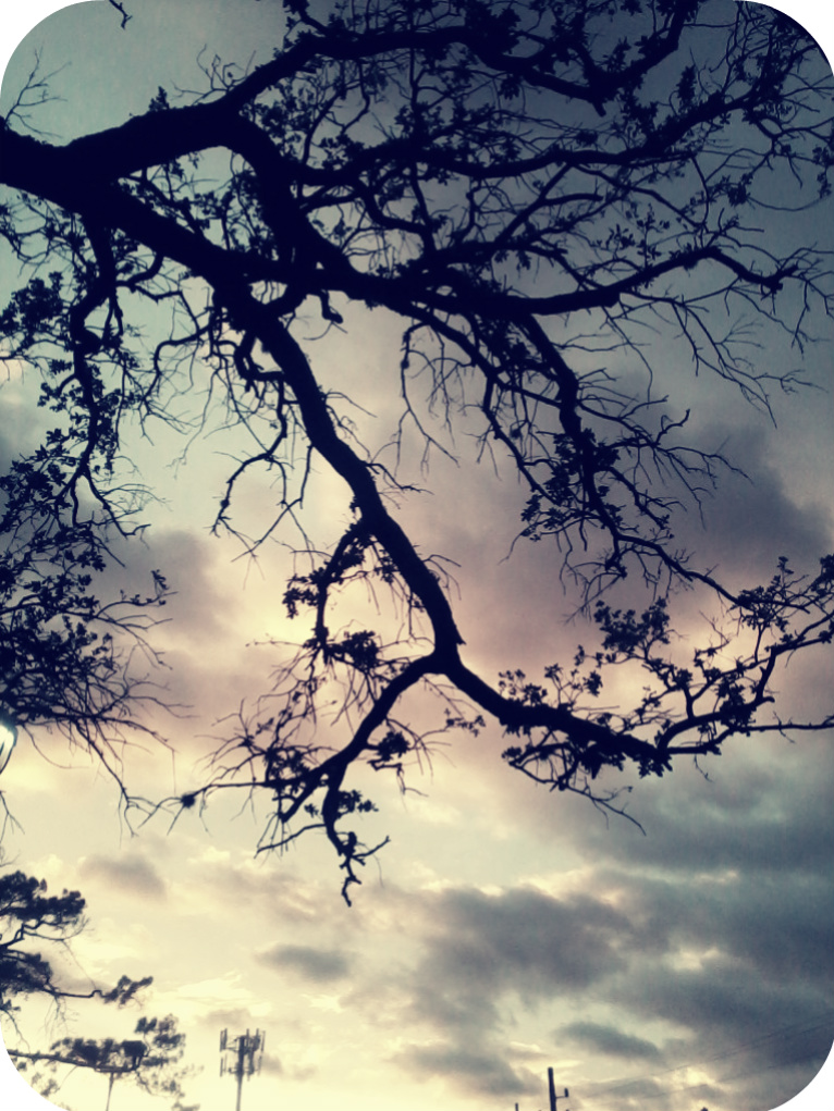 The Tree and the sky