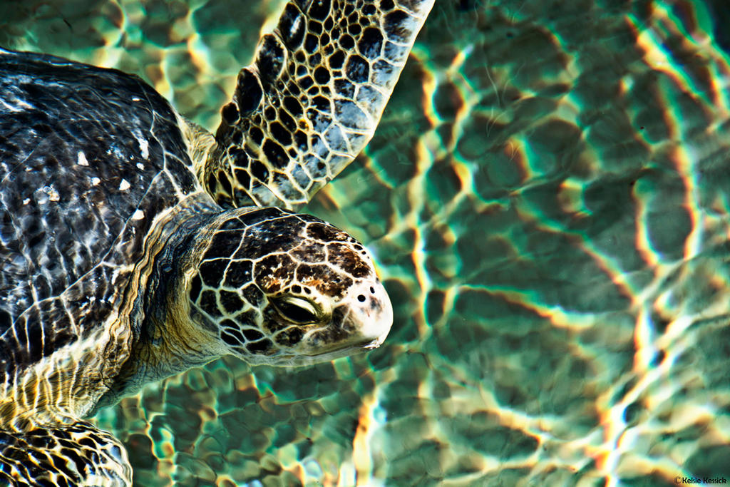 Turtle Saluting Greetings From a Turtle by kmkessick on DeviantArt