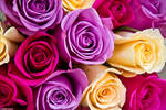Bouquet of Color by kmkessick