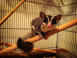 Dallas the Sugar Glider