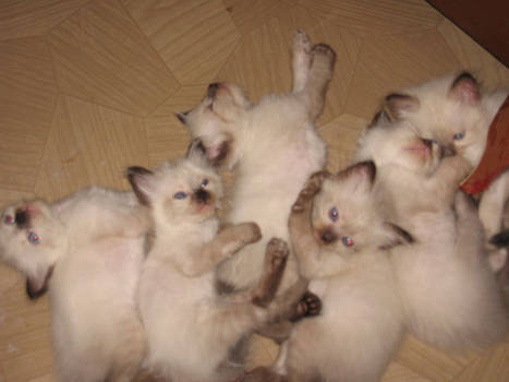 Sleepy Kittens