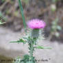 Thistle with Quote