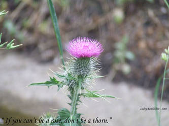 Thistle with Quote