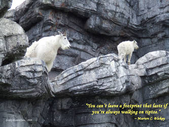 Mountain Goats with Quote