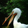 American White Pelican 04