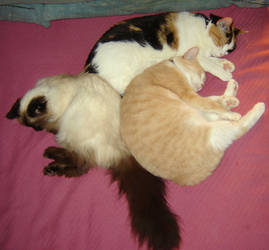 My Furkids! ~ Cindle (RIP), Bonney, Kira.