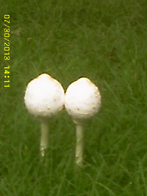 Toadstools