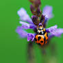 Lady beetle