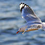 Seagull in flight