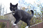 Black and white cat by HollyDashk