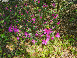 Azalea Bush