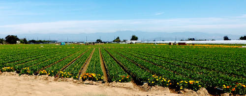 Strawberry fields forever by awesome43