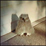 My precious little owl