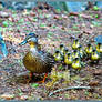 Proud Mama with her brood