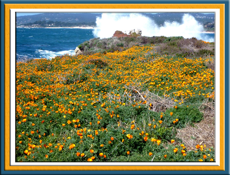 A burst of joyful colors for you