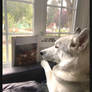 Canine Literacy