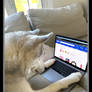 Frodo shopping online spending his birthday money