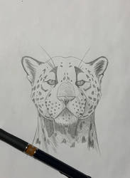 Jaguar sketch