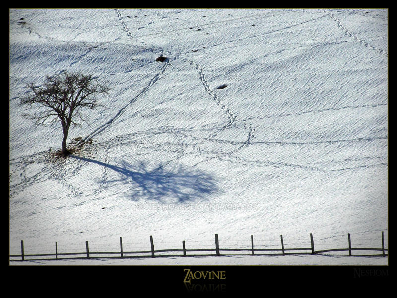 Zaovine- tree - shaddow