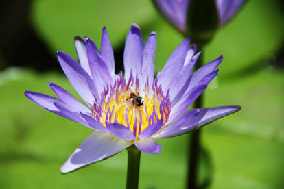 Purple Lotus