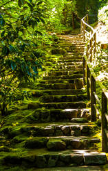 Mossy Stairs