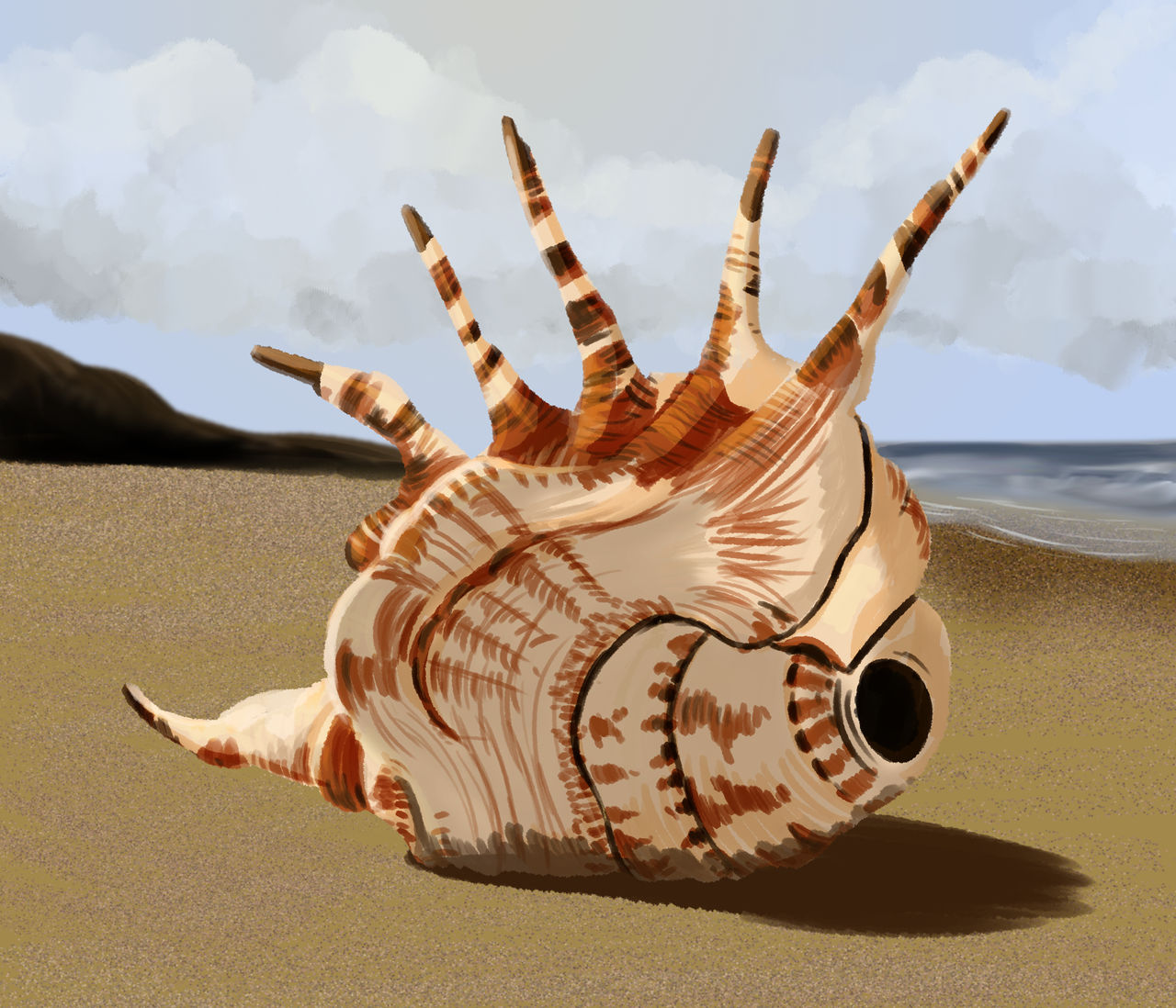 Shell study by RocaTeithmore on DeviantArt