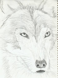 Wolf Practice