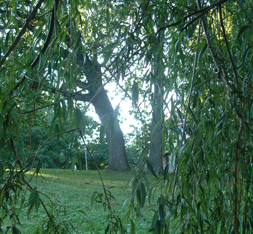 View of a willow