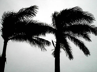 Palm Trees