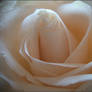 Heart of a white rose