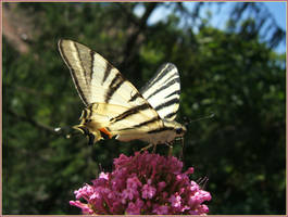 Butterfly in Urbino