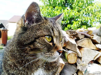 My cat Muska in the garden