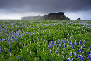 One Million Lupines, Iceland