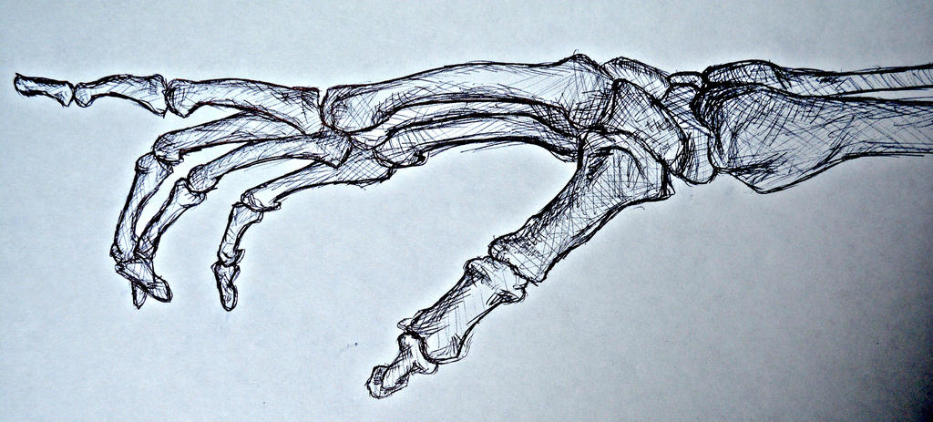 Скелет пальцев человека. Сотворение Адама кости. Микеланджело Сотворение Адама скелет. Рука скелета референс. Руки мекилянджела скеле.